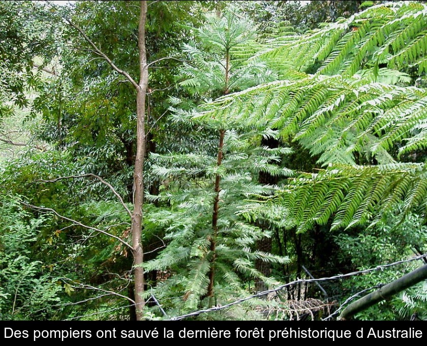 Des pompiers ont sauvé la dernière forêt préhistorique d'Australie Des pompiers ont sauvé la dernière forêt préhistorique d'Australie