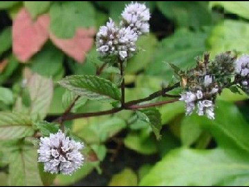 Des remèdes de phytothérapie contre les petits maux quotidiens Des remèdes de phytothérapie contre les petits maux quotidiens