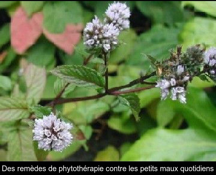 Des remèdes de phytothérapie contre les petits maux quotidiens Des remèdes de phytothérapie contre les petits maux quotidiens