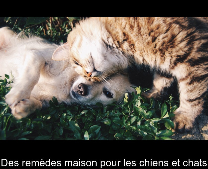 Des remèdes maison pour les chiens et chats Des remèdes maison pour les chiens et chats