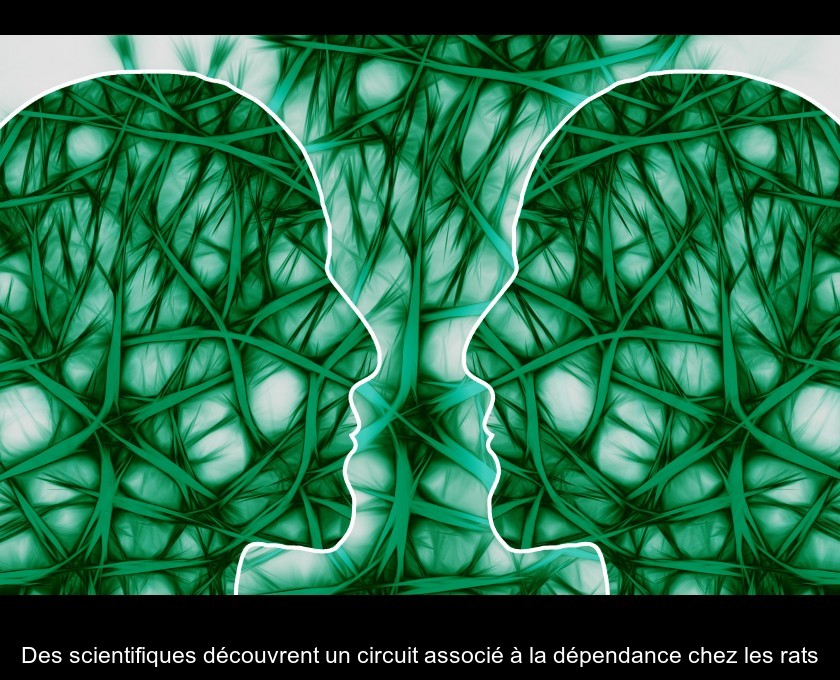 Des scientifiques découvrent un circuit associé à la dépendance chez les rats Des scientifiques découvrent un circuit associé à la dépendance chez les rats