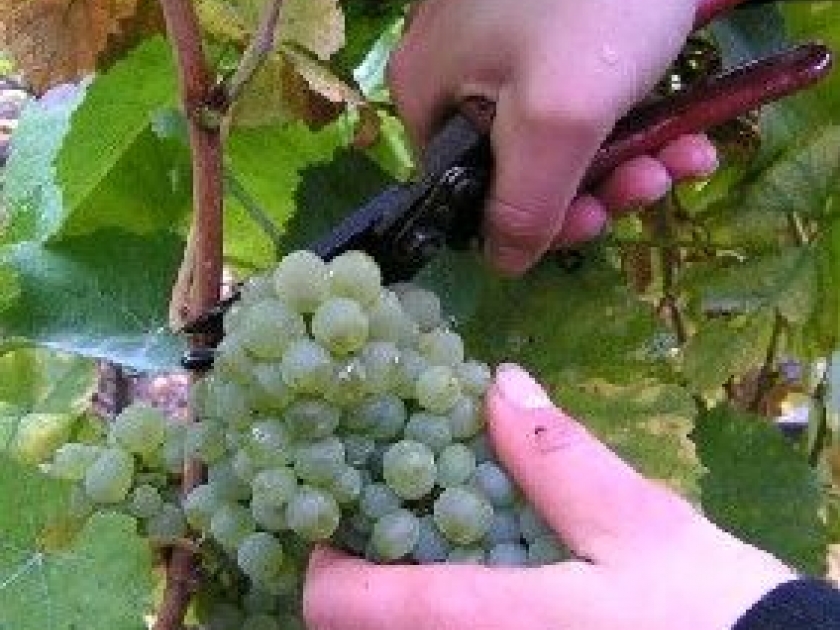 Devenez web-vigneron grâce à mesvignes.com Devenez web-vigneron grâce à mesvignes.com