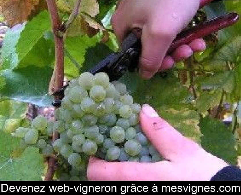 Devenez web-vigneron grâce à mesvignes.com Devenez web-vigneron grâce à mesvignes.com