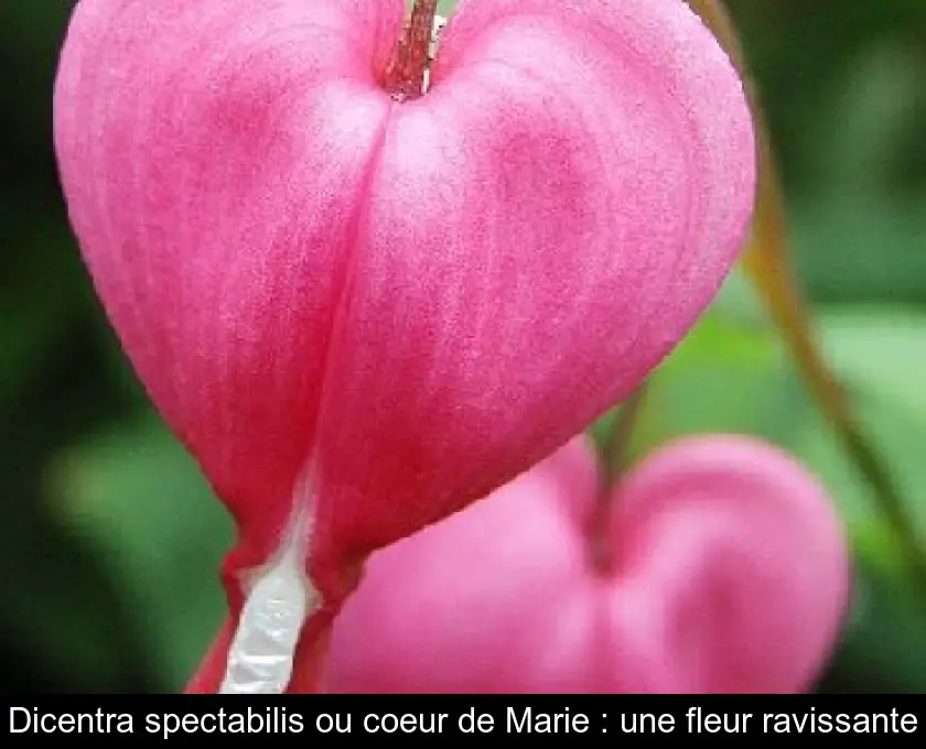 Dicentra spectabilis ou coeur de Marie : une fleur ravissante