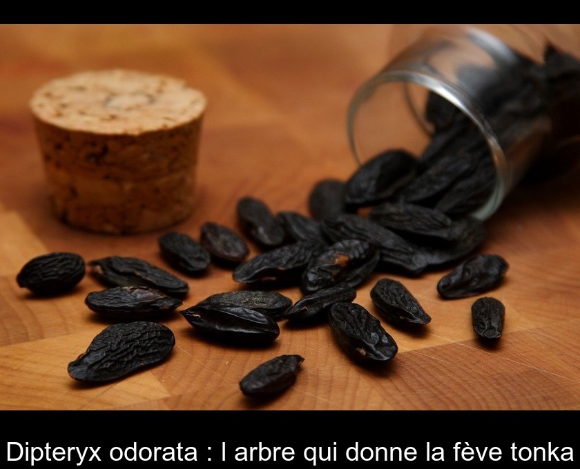 Dipteryx odorata : l'arbre qui donne la fève tonka Dipteryx odorata : l'arbre qui donne la fève tonka