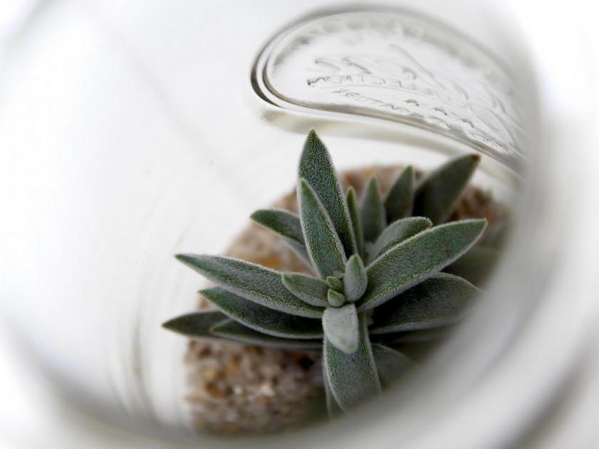 DIY : comment faire un terrarium suspendu ? DIY : comment faire un terrarium suspendu ?