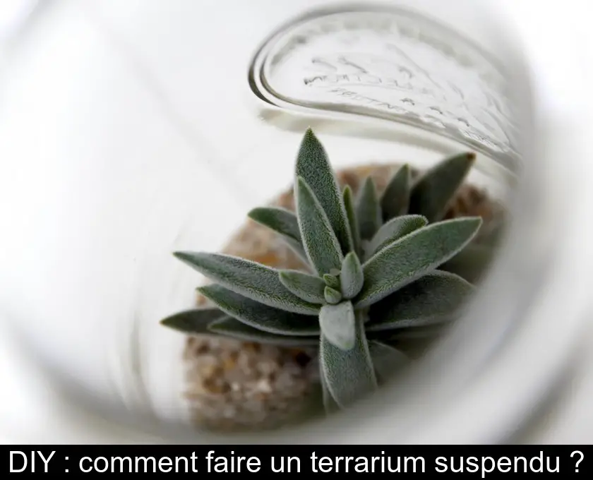 DIY : comment faire un terrarium suspendu ?