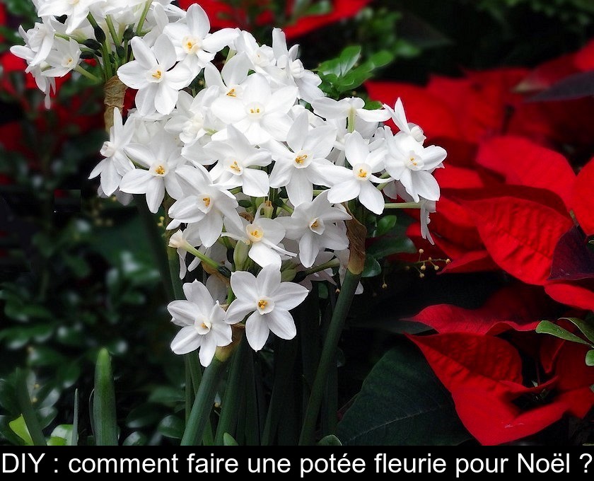 DIY : comment faire une potée fleurie pour Noël ?