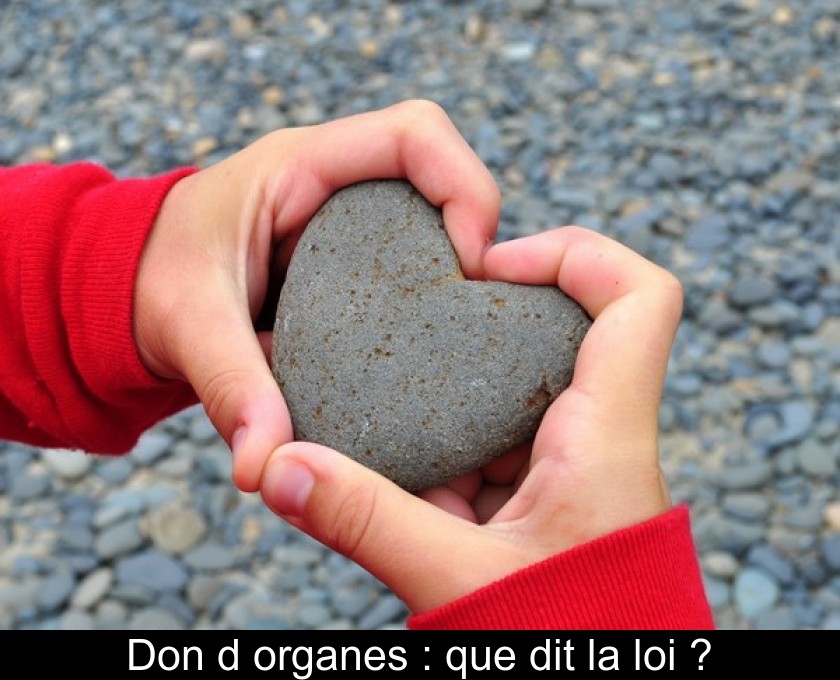 Don d'organes : que dit la loi ?