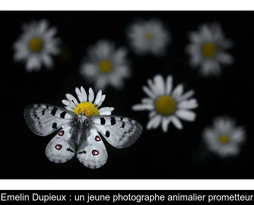 Emelin Dupieux : un jeune photographe animalier prometteur