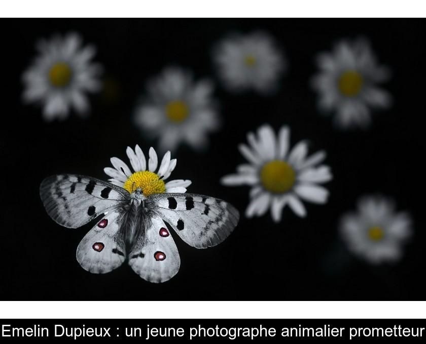 Emelin Dupieux : un jeune photographe animalier prometteur Emelin Dupieux : un jeune photographe animalier prometteur