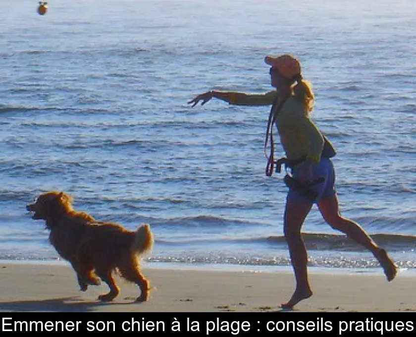 Emmener son chien à la plage : conseils pratiques