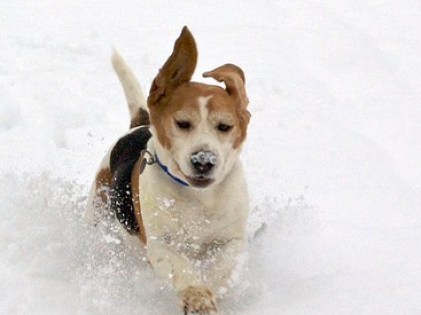 Emmener son chien aux sports d'hiver : guide pratique Emmener son chien aux sports d'hiver : guide pratique