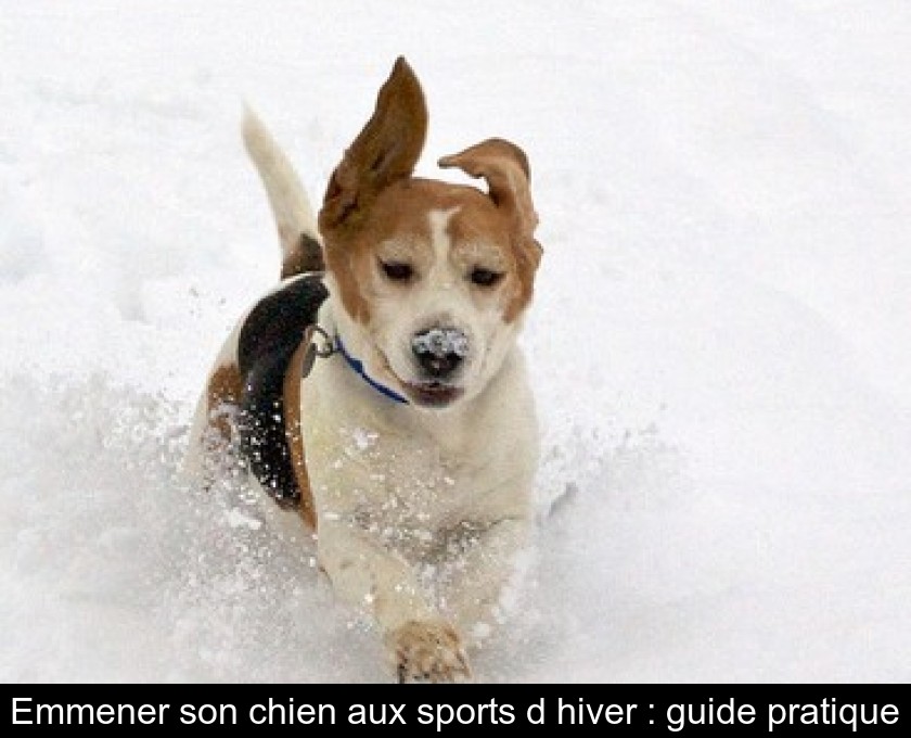 Emmener son chien aux sports d'hiver : guide pratique Emmener son chien aux sports d'hiver : guide pratique