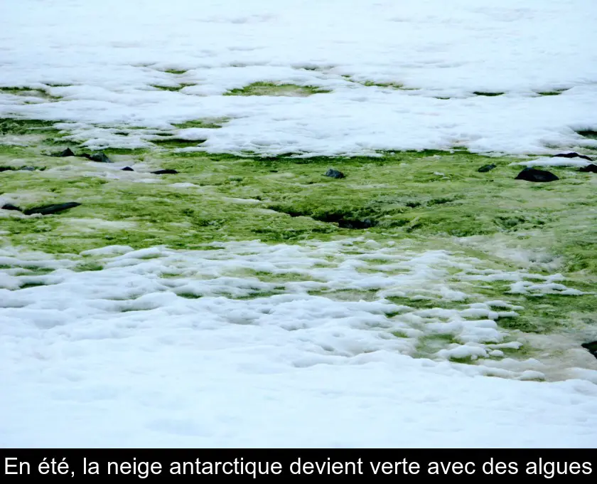 En été, la neige antarctique devient verte avec des algues