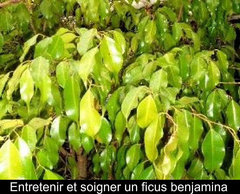 Entretenir et soigner un ficus benjamina Entretenir et soigner un ficus benjamina