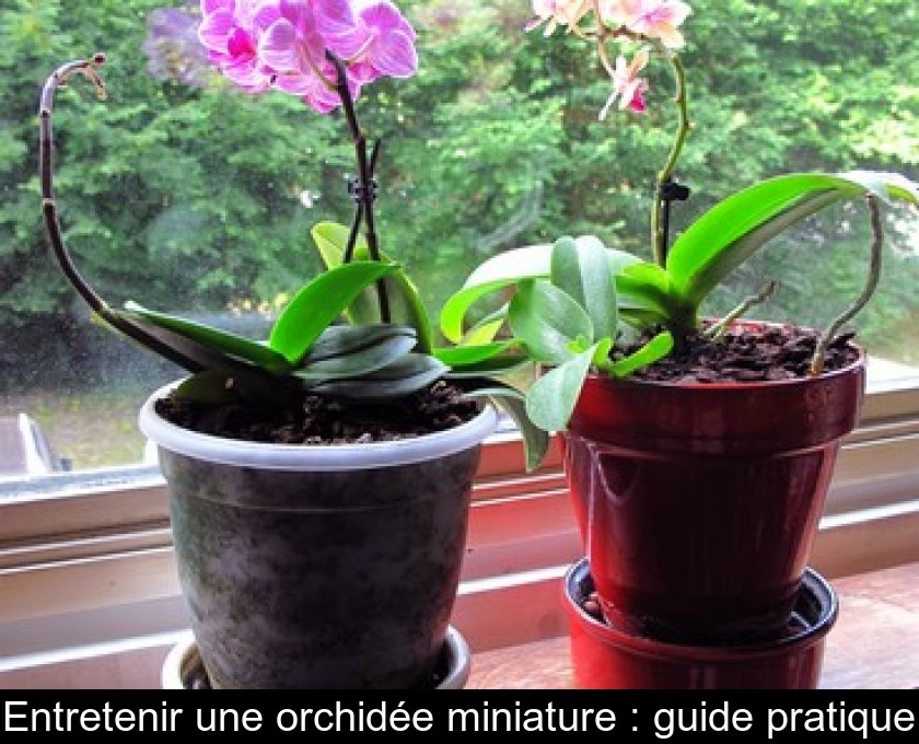 Entretenir une orchidée miniature : guide pratique