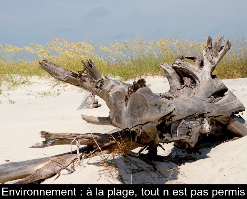 Environnement : à la plage, tout n'est pas permis Environnement : à la plage, tout n'est pas permis
