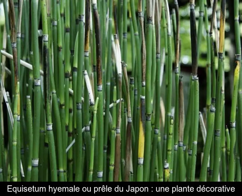 Equisetum hyemale ou prêle du Japon : une plante décorative