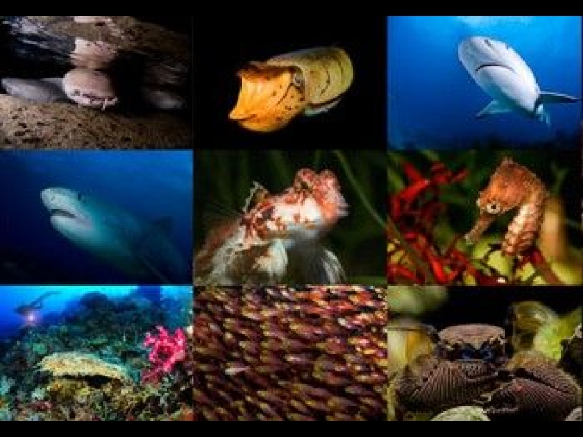 Exposition Ocean's Heart : des fresques sous-marines à l'Aquarium de Paris Exposition Ocean's Heart : des fresques sous-marines à l'Aquarium de Paris