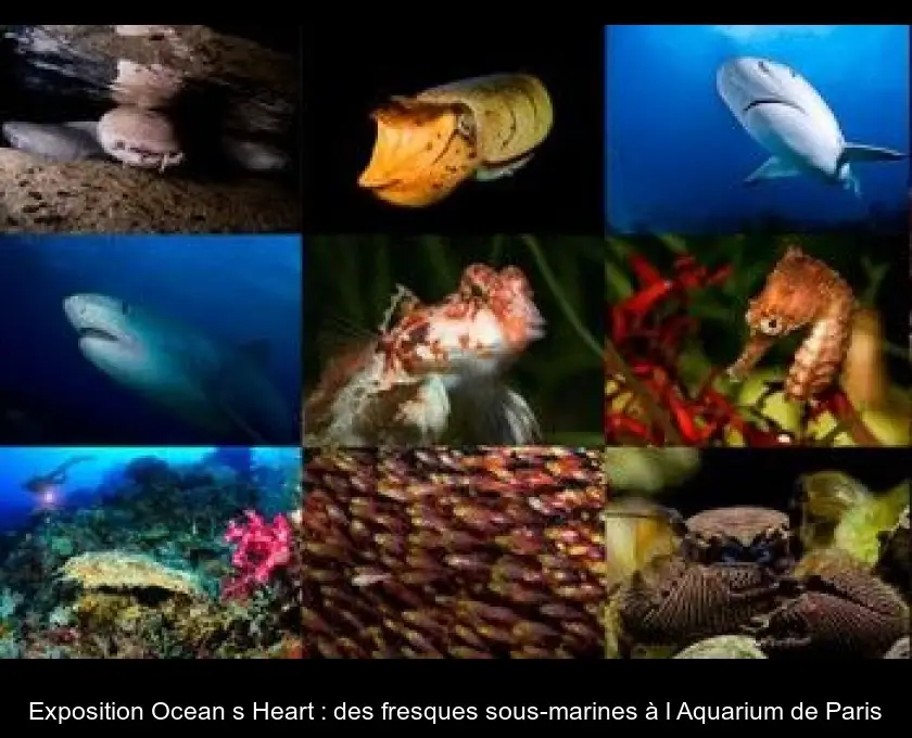 Exposition Ocean's Heart : des fresques sous-marines à l'Aquarium de Paris