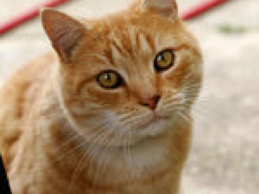 Faire cohabiter chien et chat Faire cohabiter chien et chat