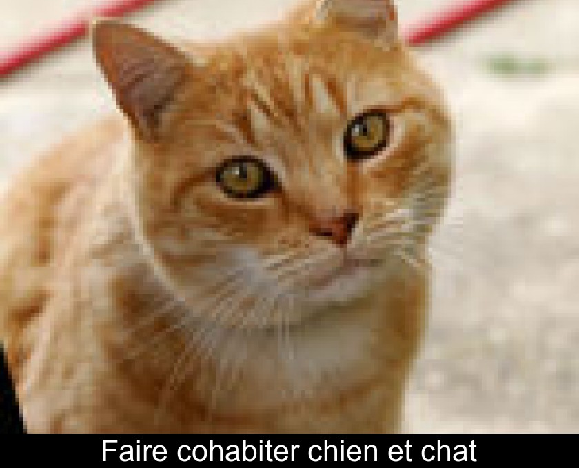 Faire cohabiter chien et chat Faire cohabiter chien et chat