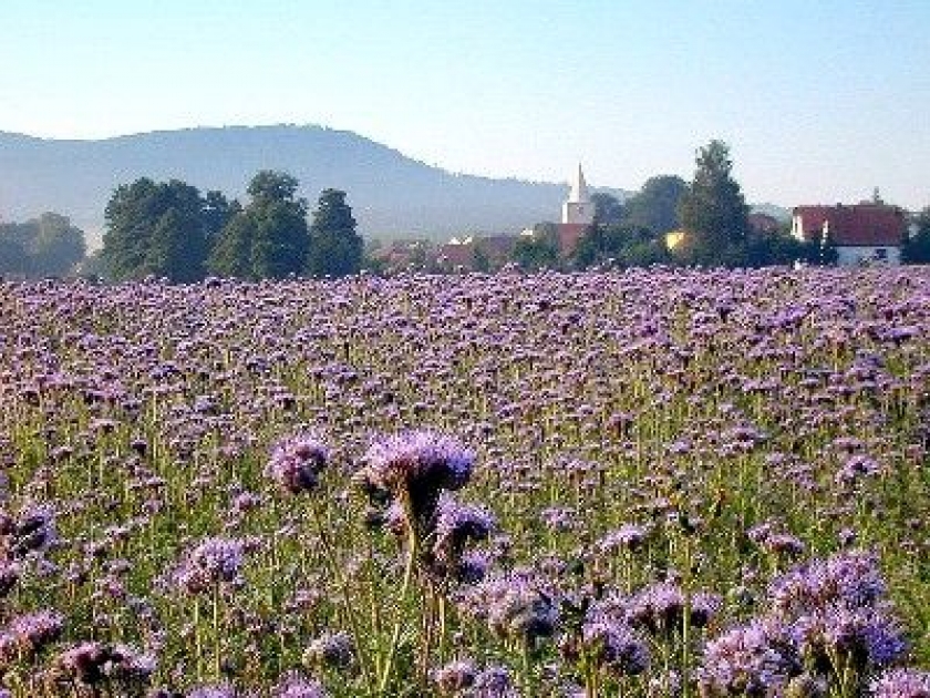 Faire de l'engrais vert : méthode et avantages Faire de l'engrais vert : méthode et avantages