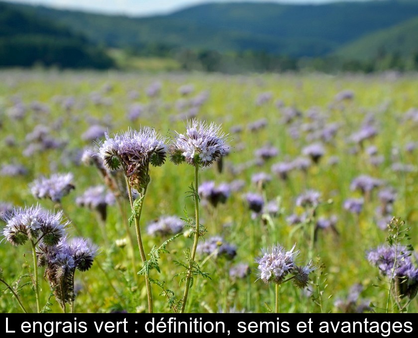 Faire de l'engrais vert : méthode et avantages Faire de l'engrais vert : méthode et avantages