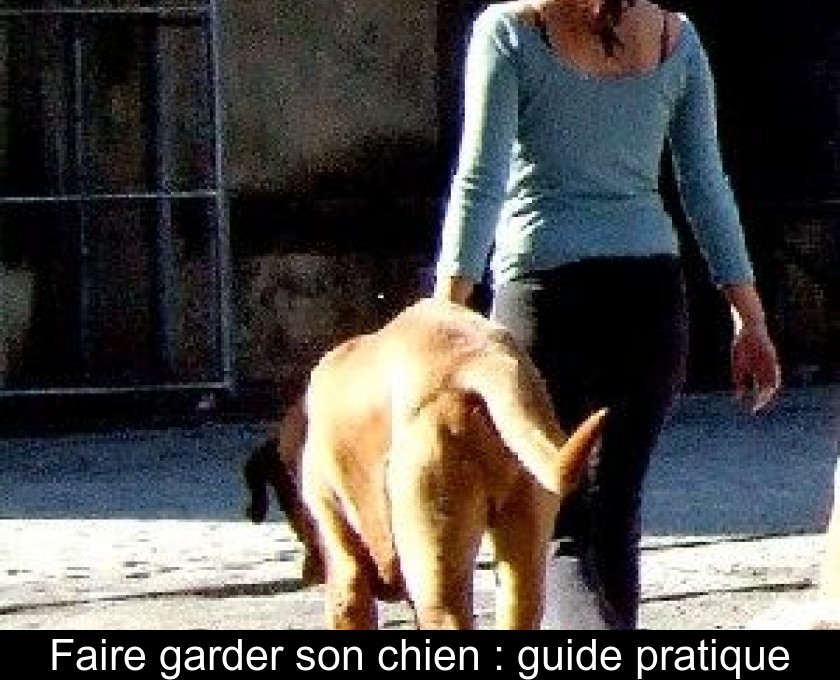 Faire garder son chien : guide pratique