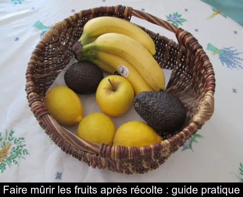 Faire mûrir les fruits après récolte : guide pratique