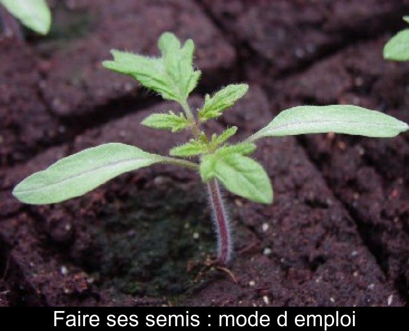 Faire ses semis : mode d'emploi Faire ses semis : mode d'emploi