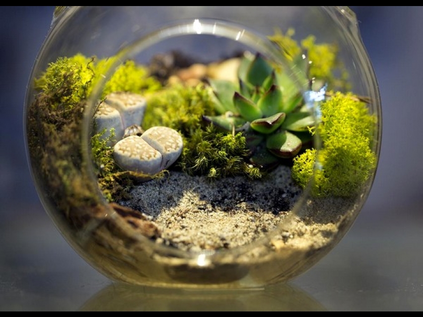Faire un terrarium : guide pratique Faire un terrarium : guide pratique