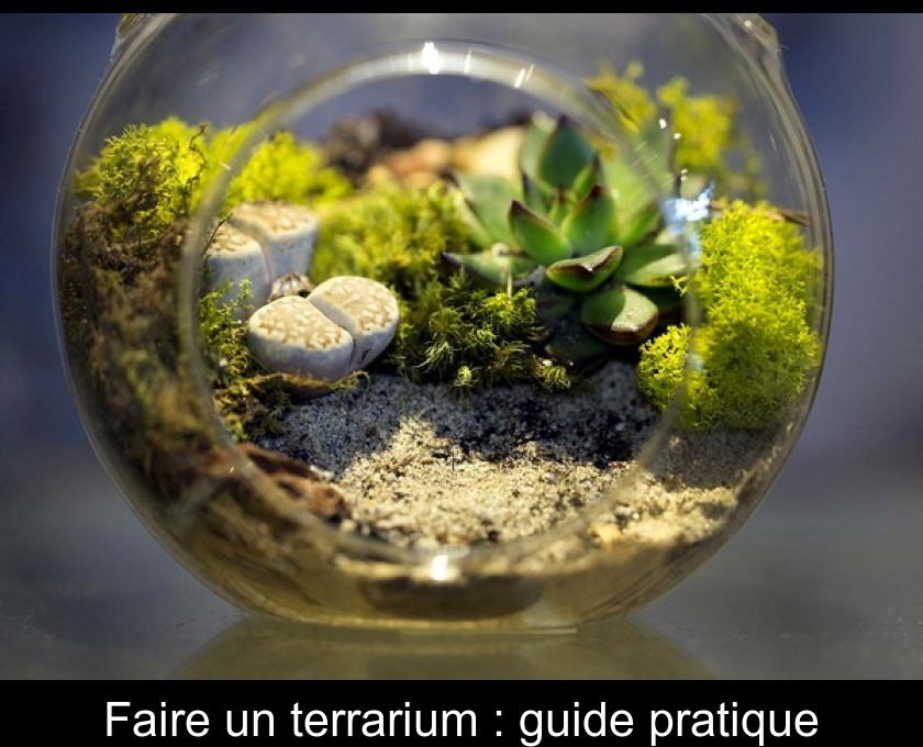 Quelles plantes sont adaptées pour un terrarium fermé ?