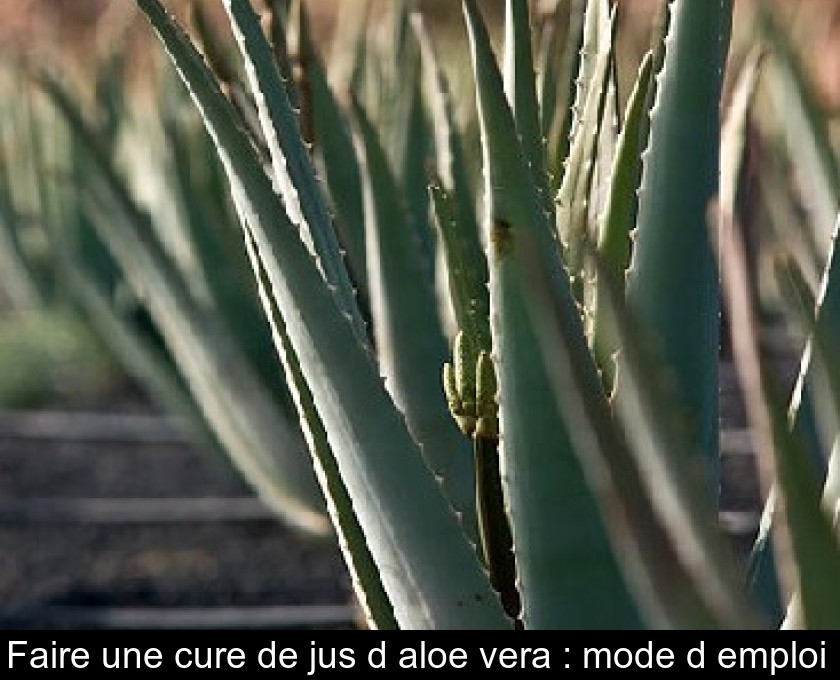 Faire une cure de jus d'aloe vera : mode d'emploi 