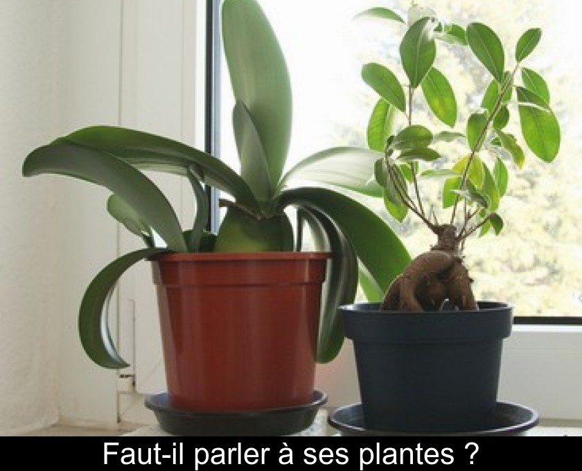 Faut-il parler à ses plantes ? Faut-il parler à ses plantes ?
