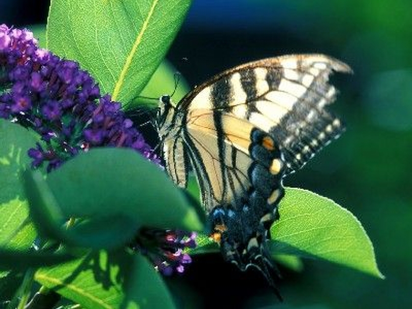 Favoriser la biodiversité au jardin : mode d'emploi Favoriser la biodiversité au jardin : mode d'emploi