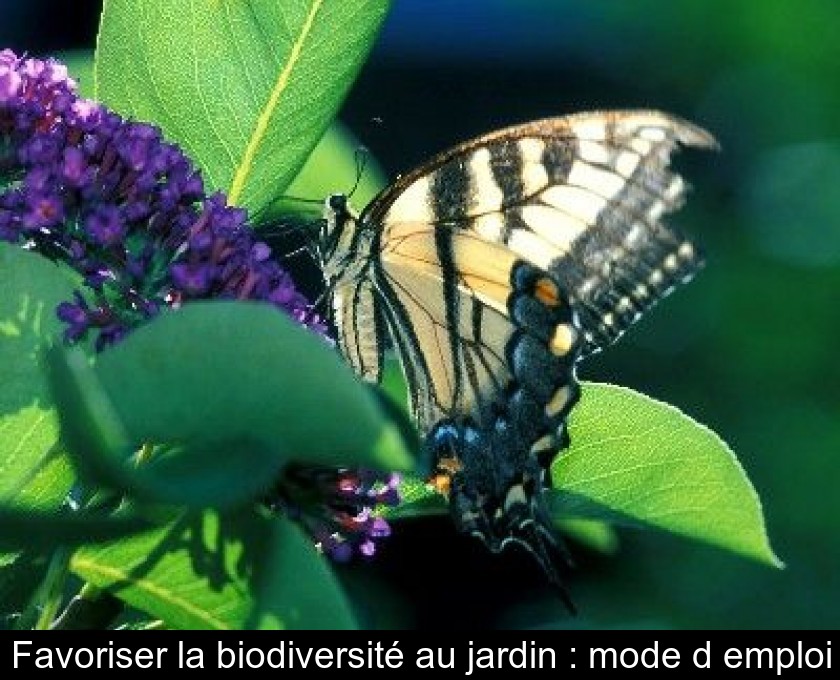 Favoriser la biodiversité au jardin : mode d'emploi Favoriser la biodiversité au jardin : mode d'emploi