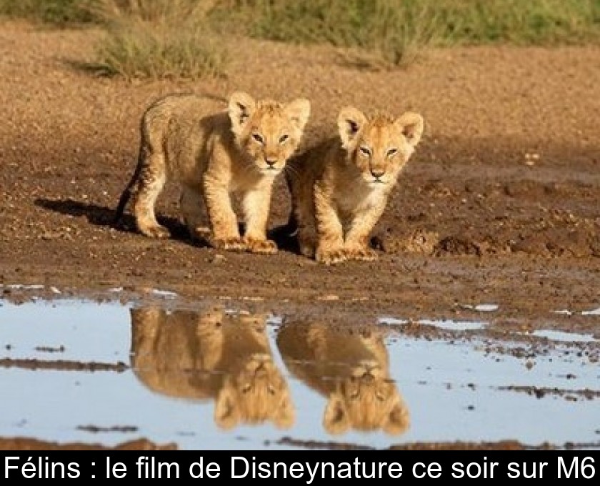 Félins : le film de Disneynature ce soir sur M6 Félins : le film de Disneynature ce soir sur M6