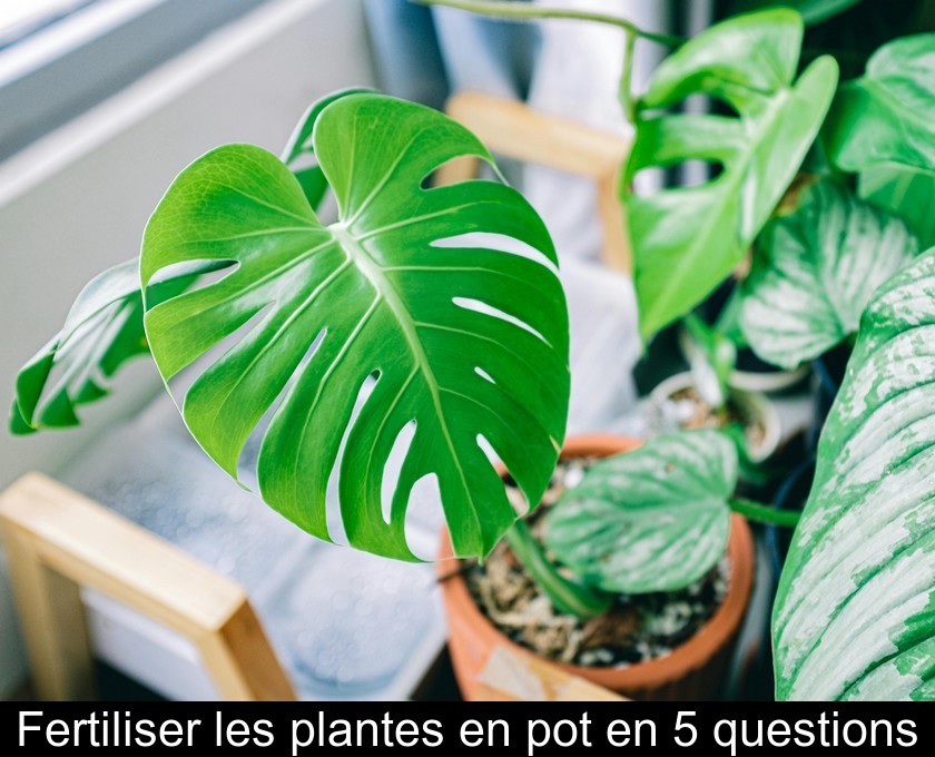 Fertiliser les plantes en pot en 5 questions Fertiliser les plantes en pot en 5 questions