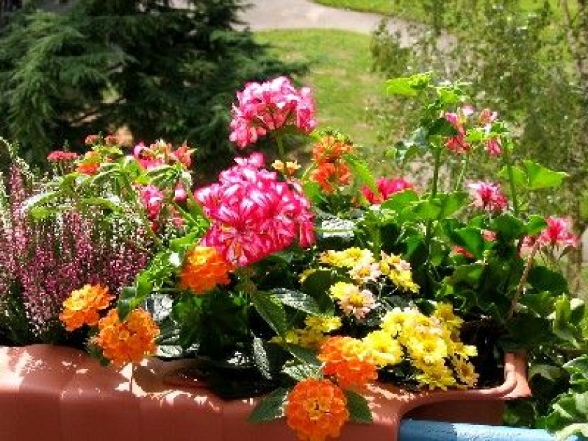 Fleurir son balcon : conseils et astuces Fleurir son balcon : conseils et astuces