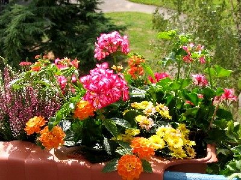 quelle fleur mettre sur le balcon