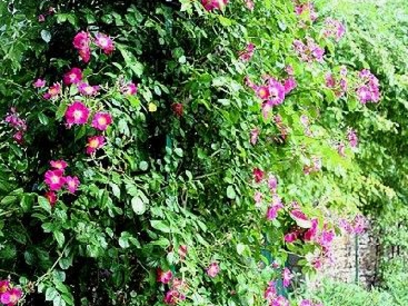 Fleurir un mur de jardin : guide pratique Fleurir un mur de jardin : guide pratique