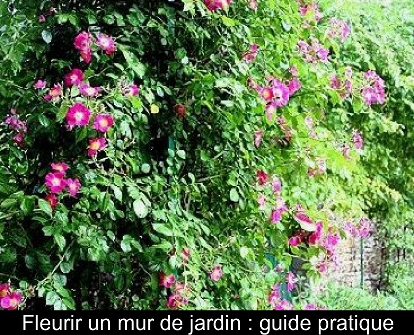 Fleurir un mur de jardin : guide pratique Fleurir un mur de jardin : guide pratique