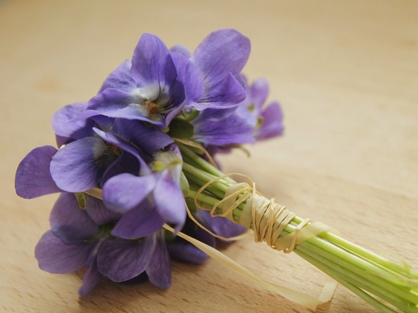 Fleurs : 5 choses à savoir sur la violette de Toulouse Fleurs : 5 choses à savoir sur la violette de Toulouse