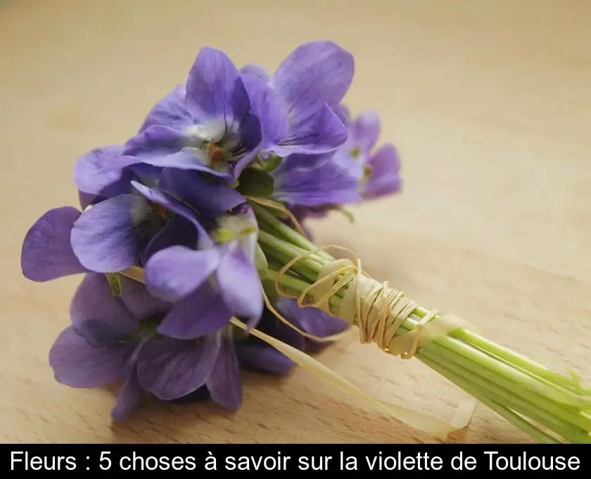 Fleurs : 5 choses à savoir sur la violette de Toulouse