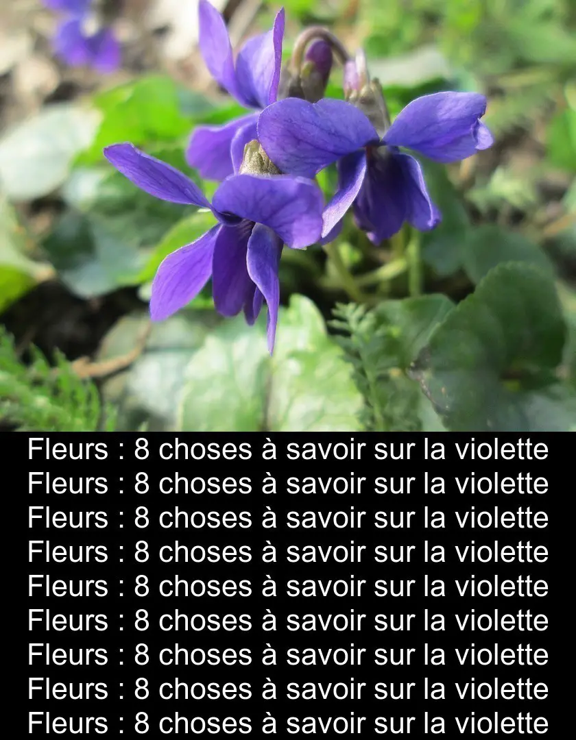 Fleurs : 8 choses à savoir sur la violette