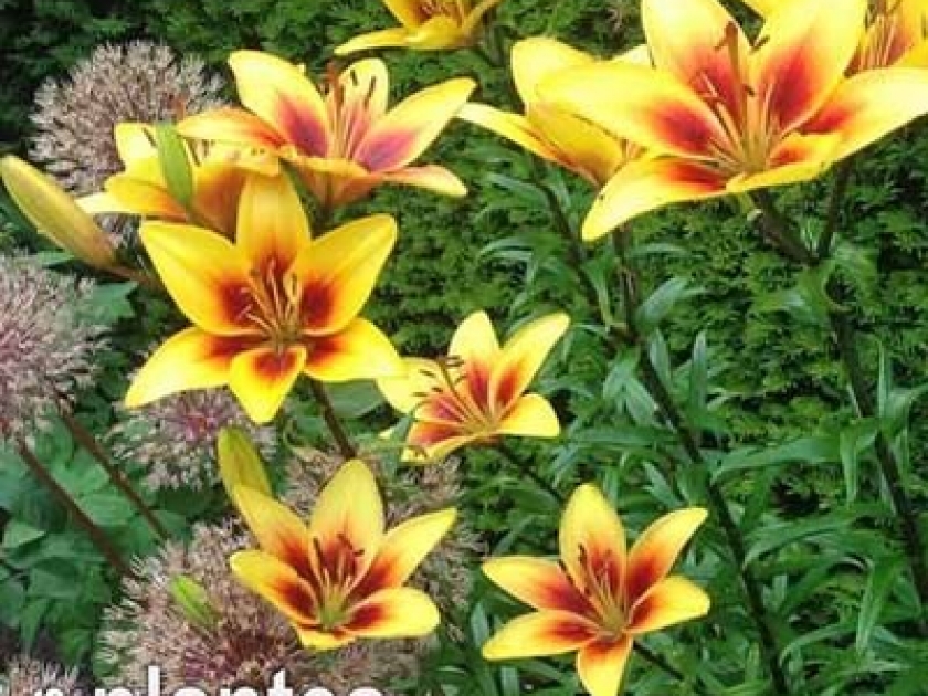 Fleurs en Seine : une fête des plantes aux Mureaux Fleurs en Seine : une fête des plantes aux Mureaux
