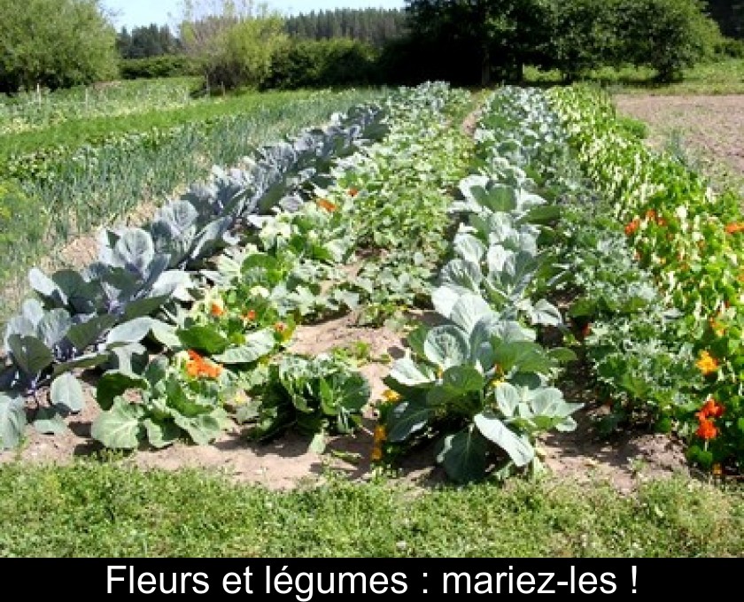 Fleurs et légumes : mariez-les ! Fleurs et légumes : mariez-les !