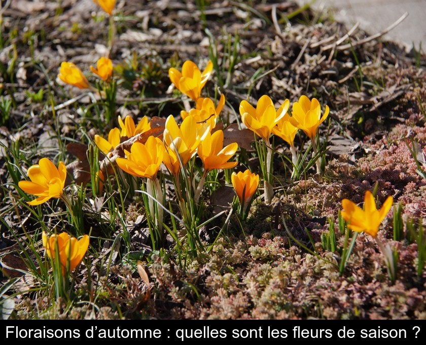 Floraisons d’automne : quelles sont les fleurs de saison ?